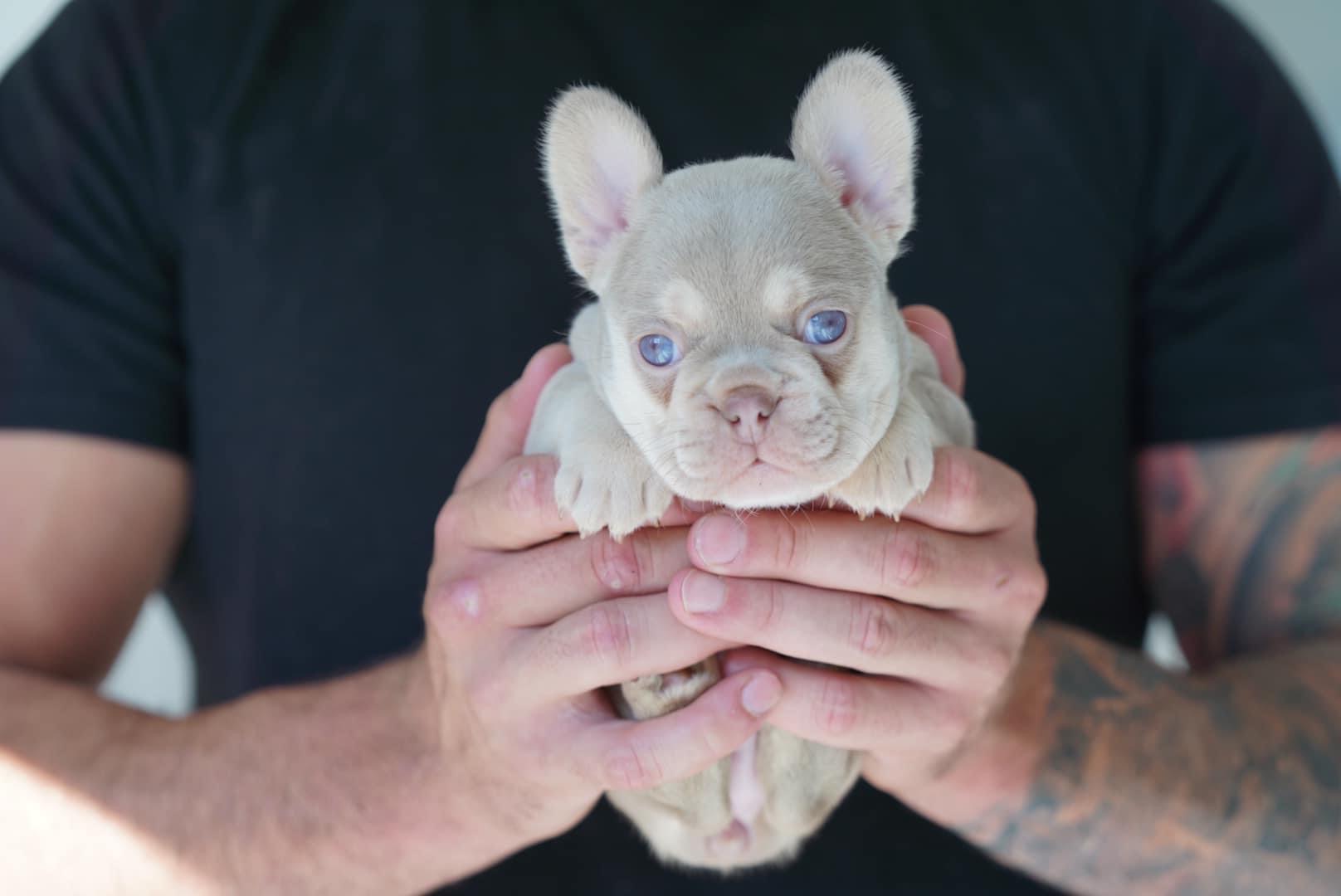 Zucht Französische Bulldogge Schweiz – Isabella Welpe mit blauen Augen in zwei Händen Zucht Französische Bulldogge Schweiz – Isabella Welpe mit blauen Augen in zwei Händen