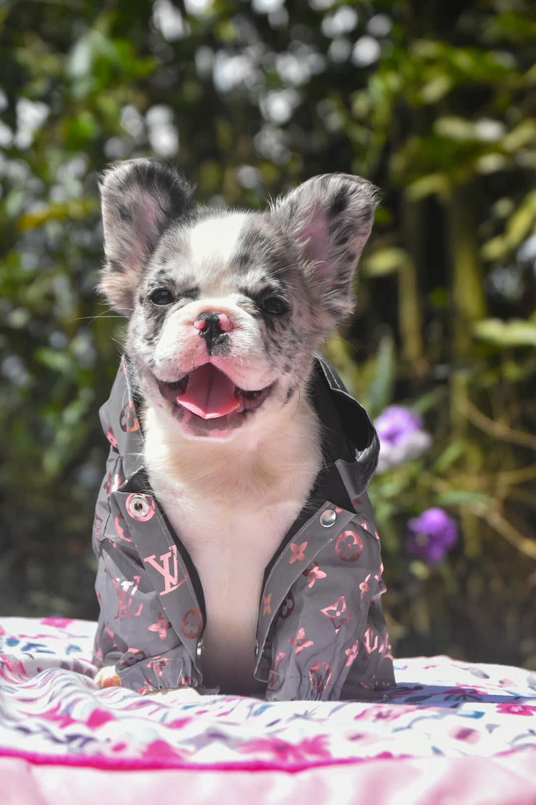 Fluffy Französische Bulldogge Schweiz – Merle Fluffy Welpe mit langem Fell im Garten Fluffy Französische Bulldogge Schweiz – Merle Fluffy Welpe mit langem Fell im Garten