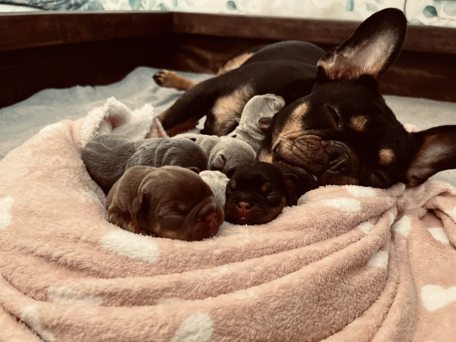 PUPPIFY Team Schweiz: schwarze Französische Bulldogge mit neugeborenen Welpen
