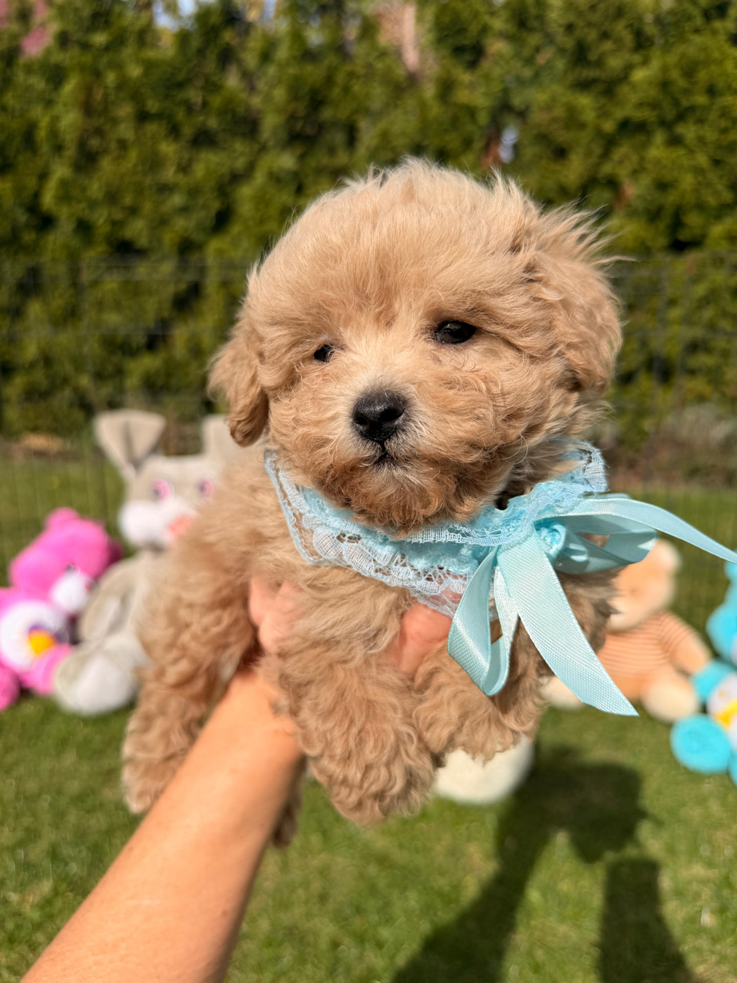 Verkauf Maltipoo Schweiz – Welpe Apricot mit blauer Schleife, Porträt Verkauf Maltipoo Schweiz – Welpe Apricot mit blauer Schleife, Porträt