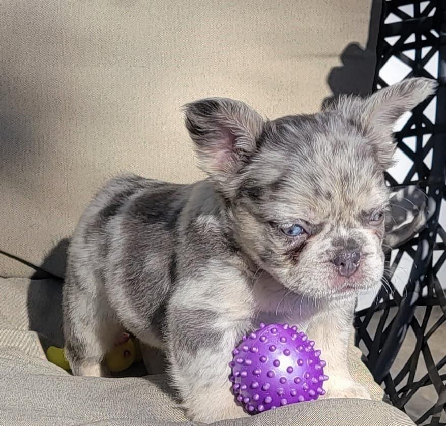 Verkauf Französische Bulldogge Welpen Schweiz – Blue Merle Fluffy Welpe mit Spielball Verkauf Französische Bulldogge Welpen Schweiz – Blue Merle Fluffy Welpe mit Spielball