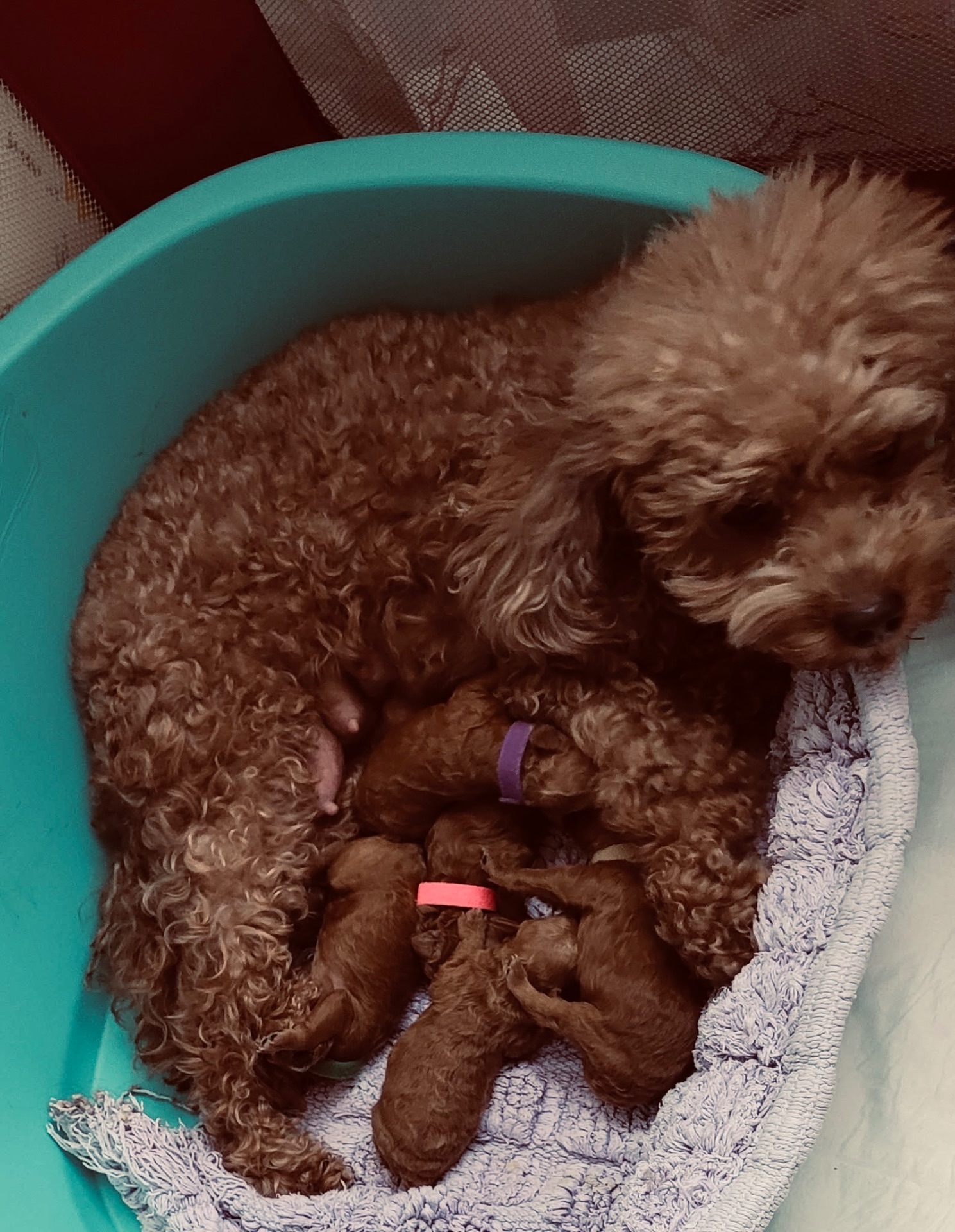 PUPPIFY Team Schweiz: neugeborene Pudel-Welpen mit Identifikationsbändchen