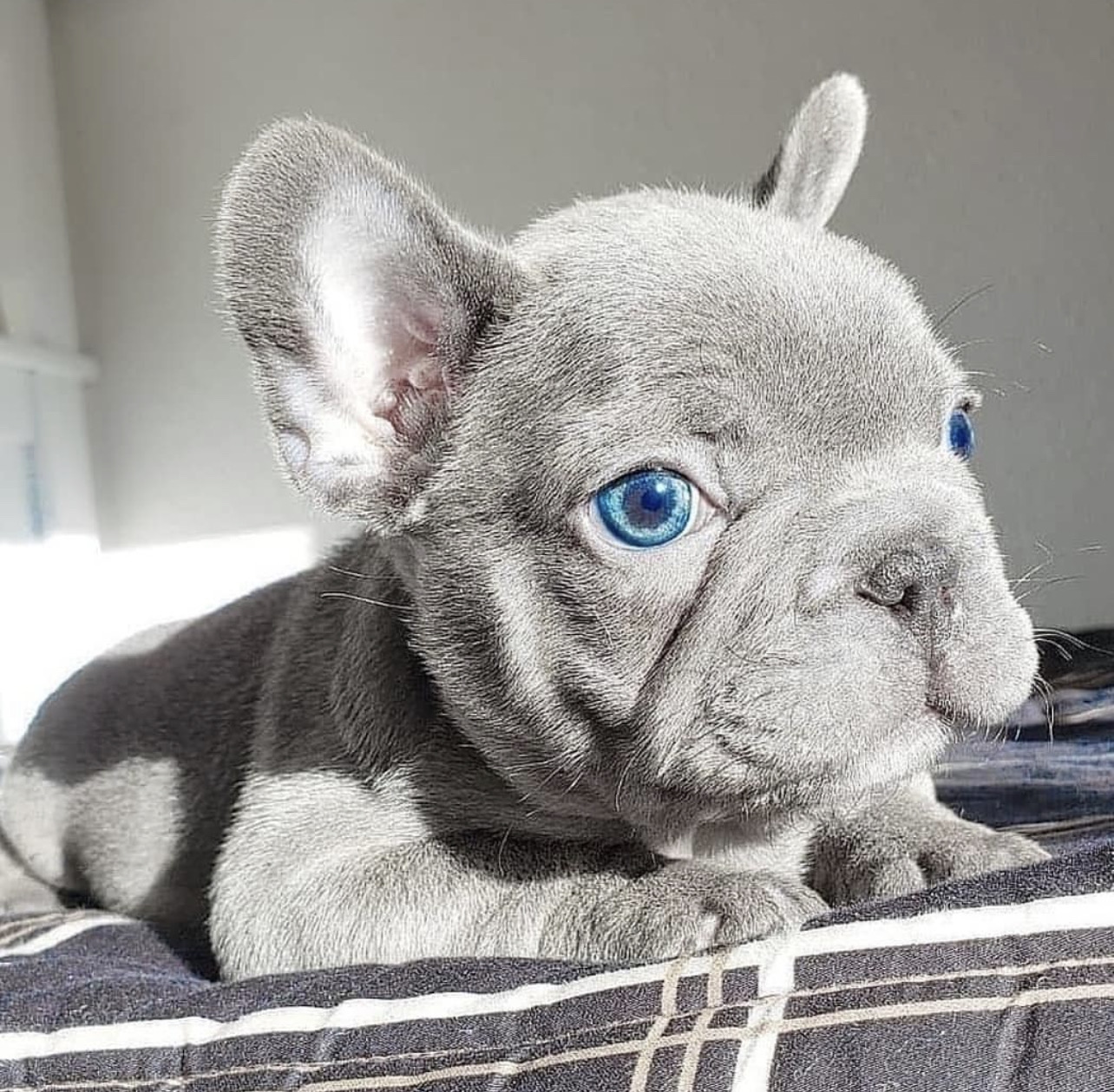 Französische Bulldogge Blue Eyes Schweiz – blauer Welpe mit leuchtend blauen Augen Französische Bulldogge Blue Eyes Schweiz – blauer Welpe mit leuchtend blauen Augen