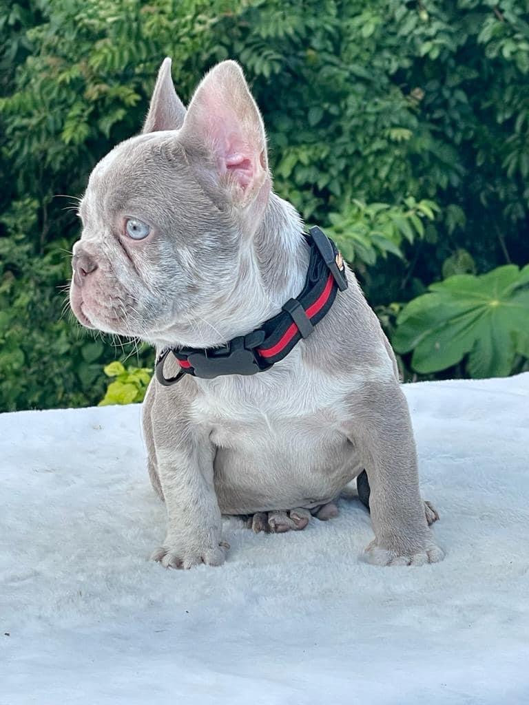 Verkauf Französische Bulldogge Schweiz – Lilac Merle Welpe mit blauen Augen im Garten Verkauf Französische Bulldogge Schweiz – Lilac Merle Welpe mit blauen Augen im Garten