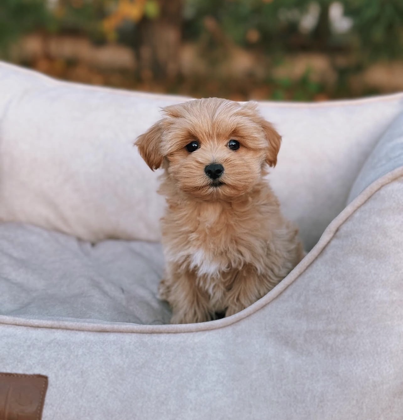 Verkauf Maltipoo Schweiz – Welpe im Hundebett, Porträt Verkauf Maltipoo Schweiz – Welpe im Hundebett, Porträt