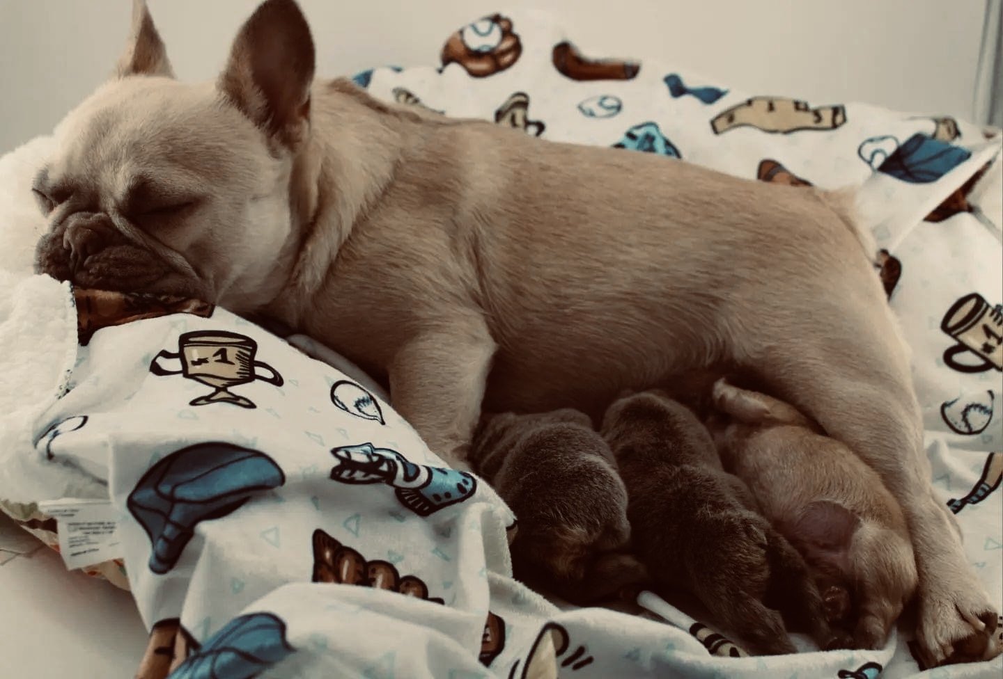 PUPPIFY Team Schweiz: fawnfarbene Französische Bulldogge ruht mit ihren Welpen
