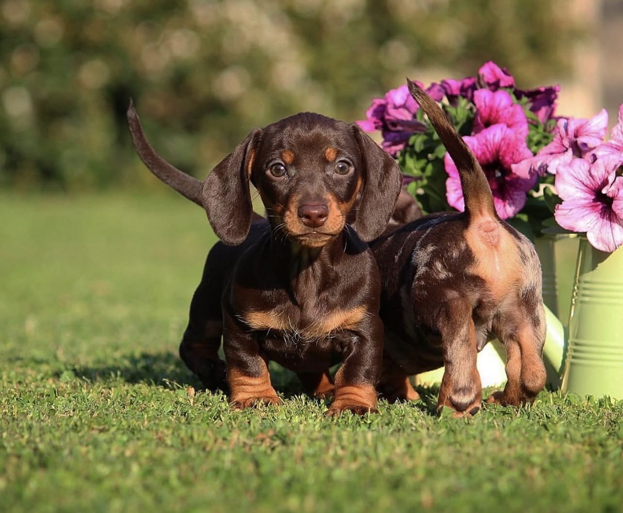 Dackel Welpen kaufen Schweiz – Zwergdackel Schoko-Loh im Garten zwischen Petunien Dackel Welpen kaufen Schweiz – Zwergdackel Schoko-Loh im Garten zwischen Petunien