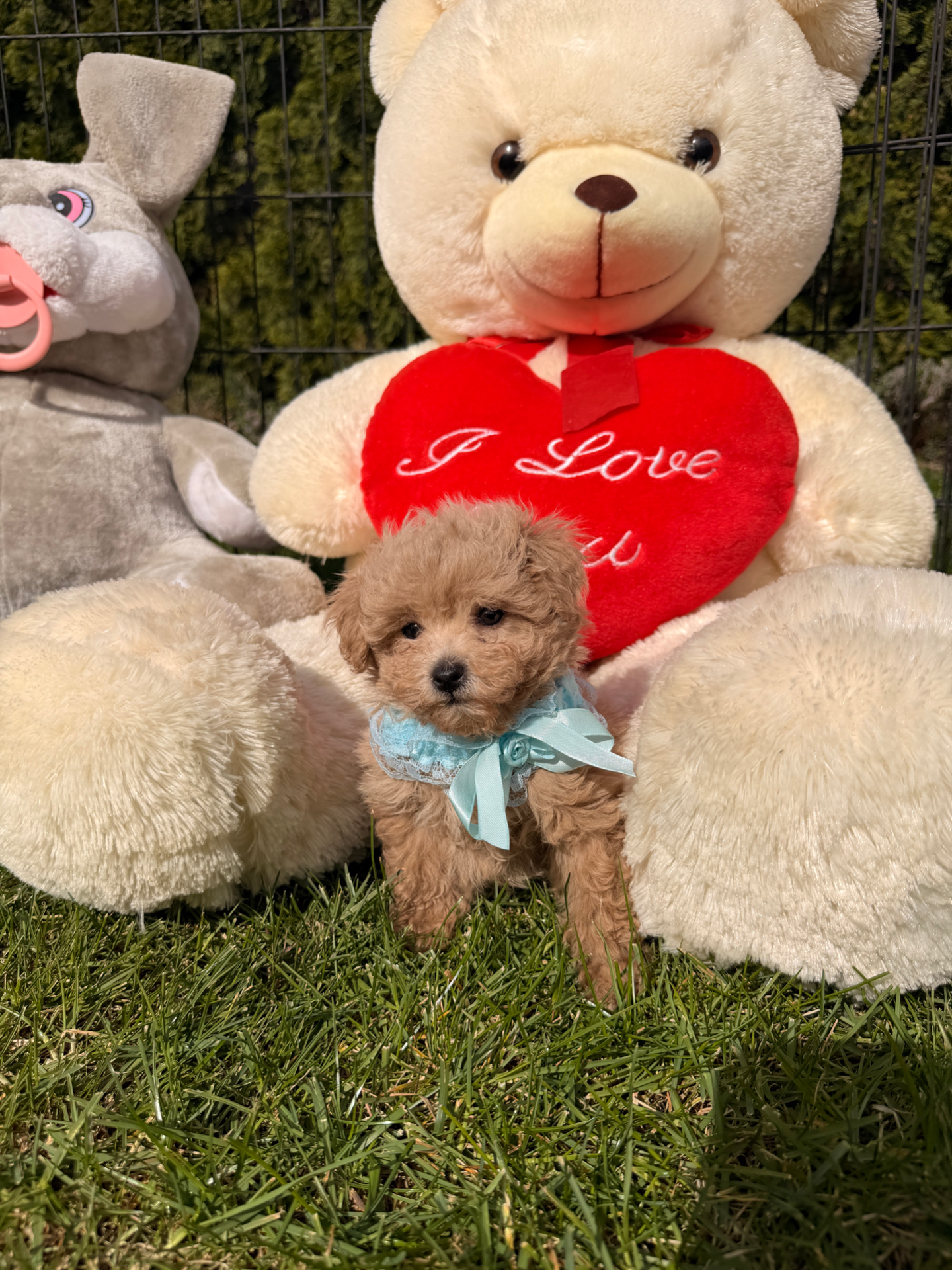 Verkauf Maltipoo Schweiz – Welpe mit blauer Schleife im Garten Verkauf Maltipoo Schweiz – Welpe mit blauer Schleife im Garten