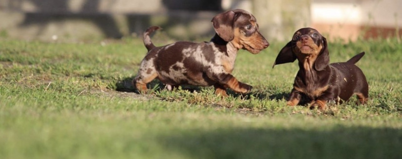 Vendita bassotto cuccioli Svizzera – zwei Dackel Welpen Dapple und Schoko-Loh im Spiel auf der Wiese Vendita bassotto cuccioli Svizzera – zwei Dackel Welpen Dapple und Schoko-Loh im Spiel auf der Wiese