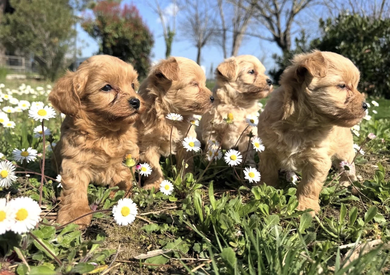 Verkauf Maltipoo Schweiz – Wurf Maltipoo Welpen zwischen Gänseblümchen Verkauf Maltipoo Schweiz – Wurf Maltipoo Welpen zwischen Gänseblümchen