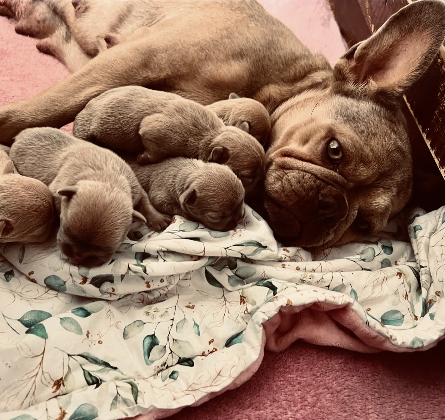 PUPPIFY Team Schweiz: lilacfarbene Französische Bulldogge mit ihrem Wurf