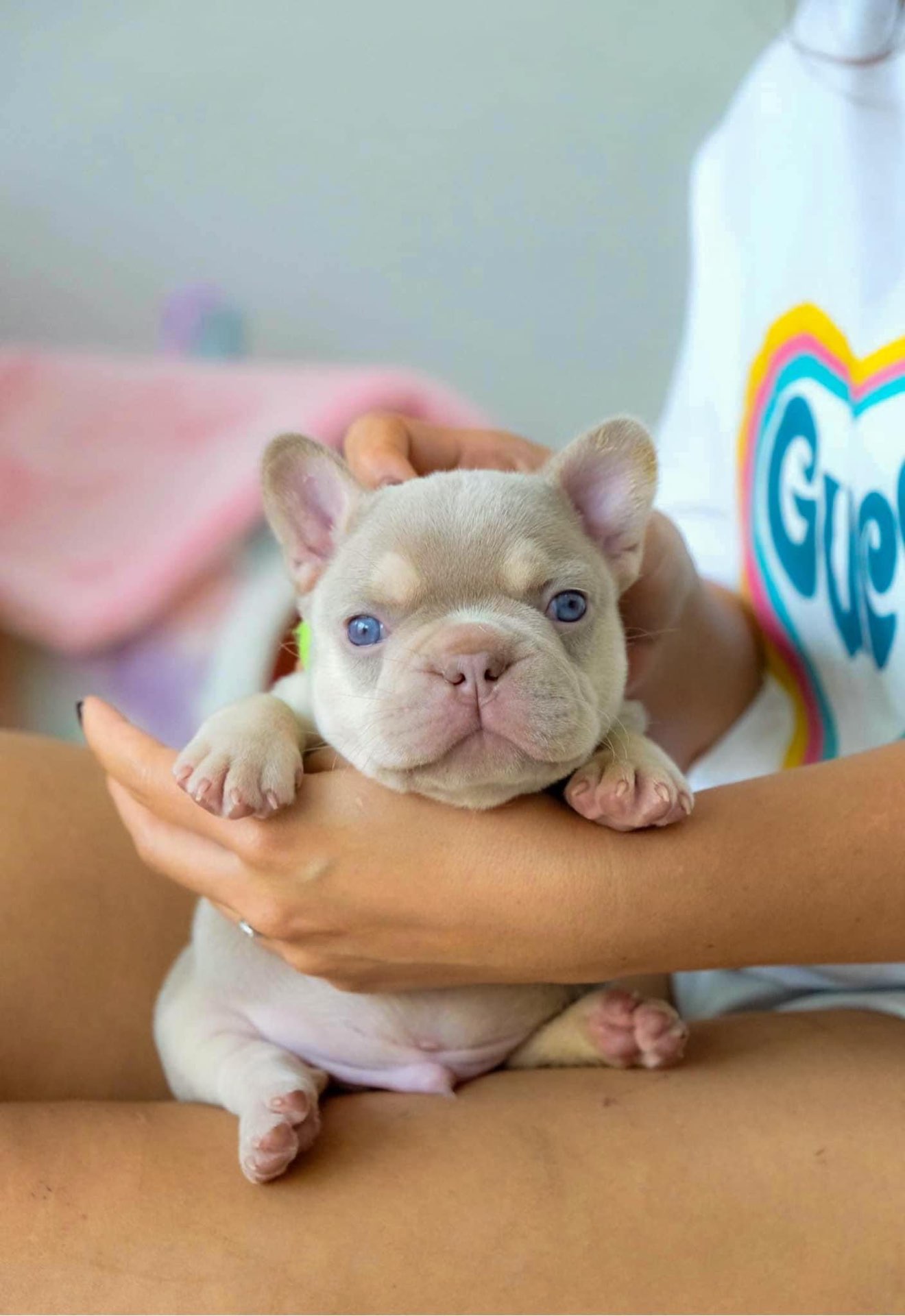 Französische Bulldogge Welpen kaufen Schweiz – Isabella Welpe mit hellblauen Augen in den Armen Französische Bulldogge Welpen kaufen Schweiz – Isabella Welpe mit hellblauen Augen in den Armen