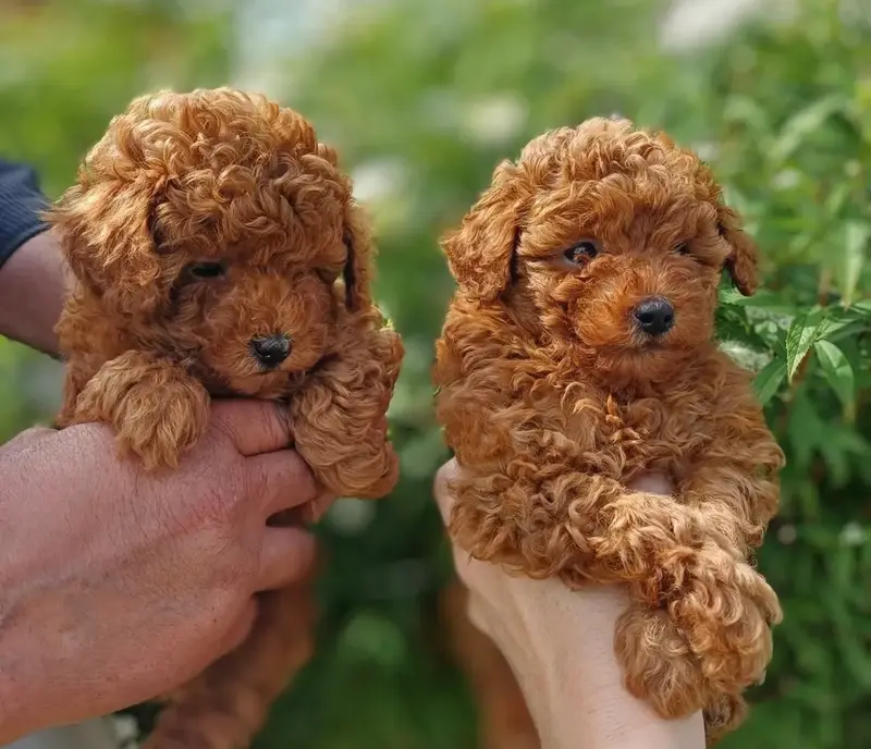 Toy-Pudel, Zwergpudel, Mittelpudel puppy in Switzerland — Toy · Mini · Medium