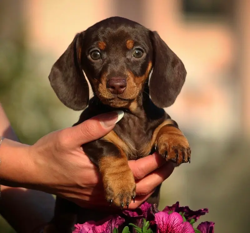 Dackel & Kaninchendackel puppy in Switzerland — Kaninchen · Mini