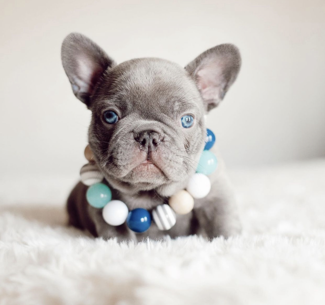 Französische Bulldogge