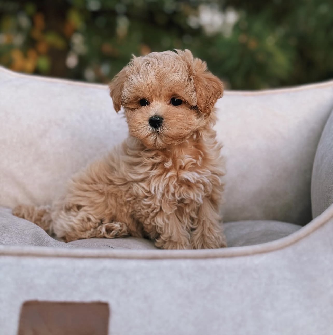 Maltipoo