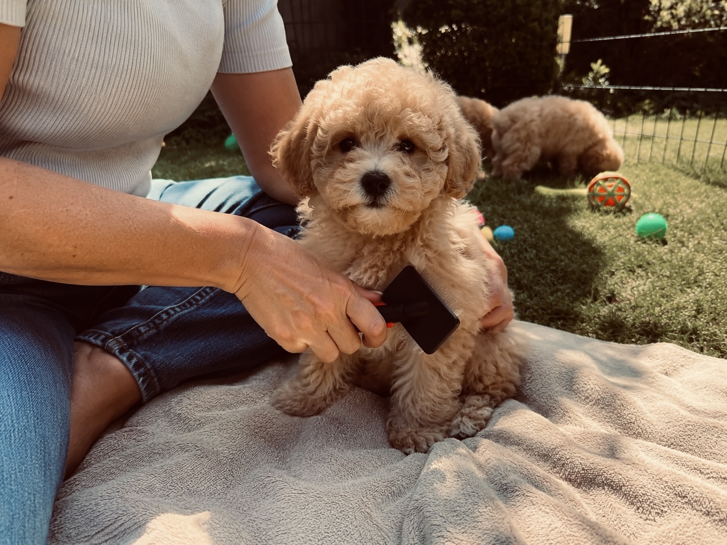 PUPPIFY Team Schweiz: Pflege und Bürsten eines Maltipoo-Welpen