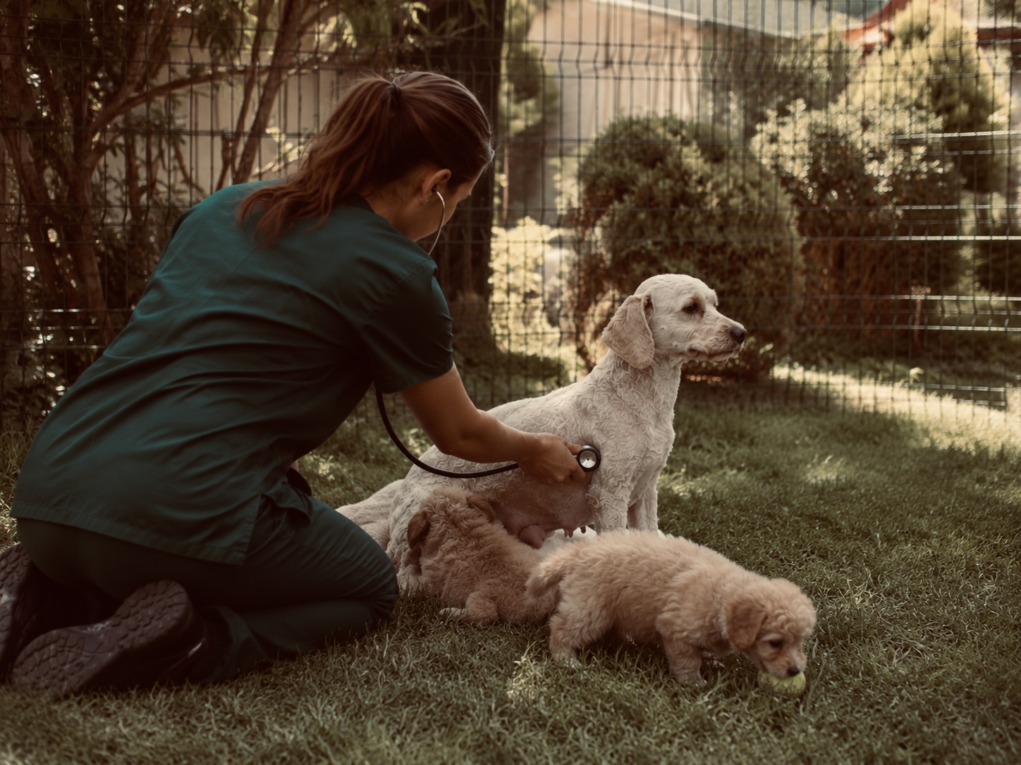 PUPPIFY Team Schweiz: Tierärztin untersucht Pudel-Mutter und Welpen