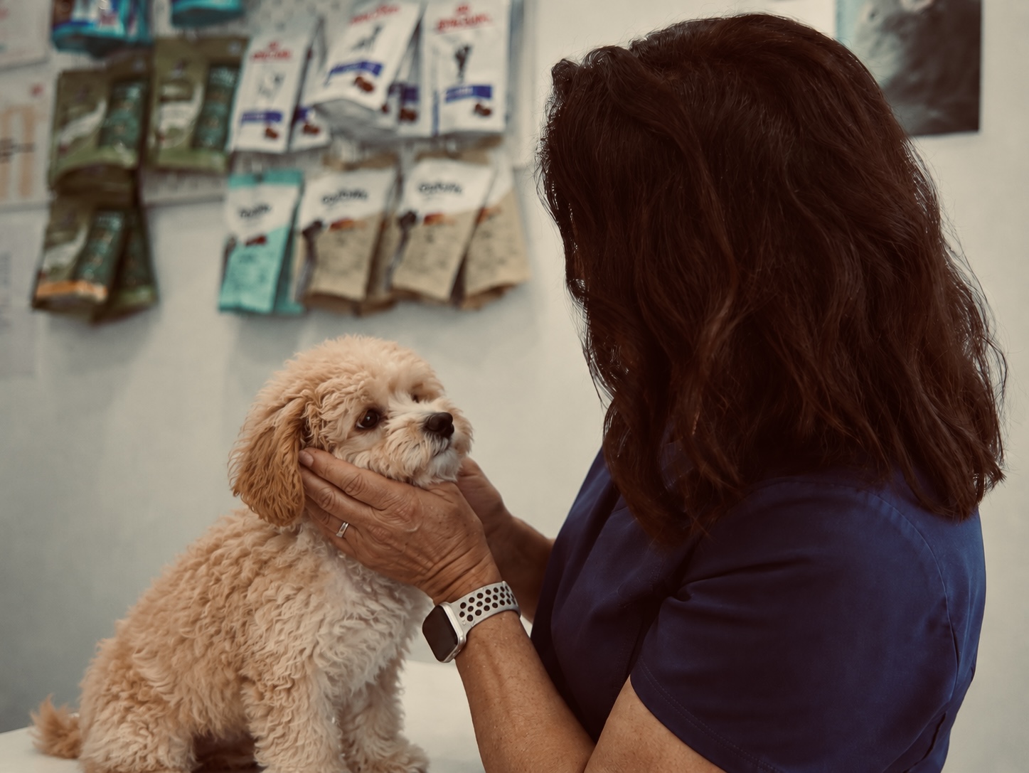 PUPPIFY Team Schweiz: tierärztliche Abschlussuntersuchung Maltipoo-Welpe